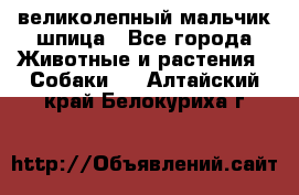 великолепный мальчик шпица - Все города Животные и растения » Собаки   . Алтайский край,Белокуриха г.